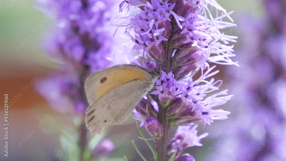 butterfly flying on  purple flower