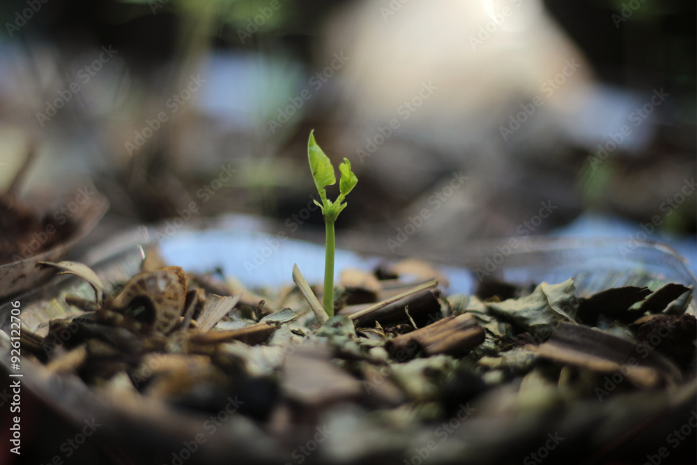 sprout in the ground sprout in the ground