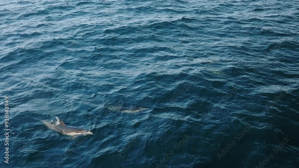 Immerse yourself in the tranquil beauty of dolphins and pelicans hunting fish in slow motion at sunset. Filmed at 120 fps above the ocean waves, showing a breathtaking aerial view Immerse yourself in the tranquil beauty of dolphins and pelicans hunting fish in slow motion at sunset. Filmed at 120 fps above the ocean waves, showing a breathtaking aerial view