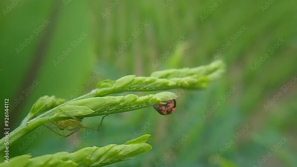 Lady bug on green leaves Lady bug on green leaves
