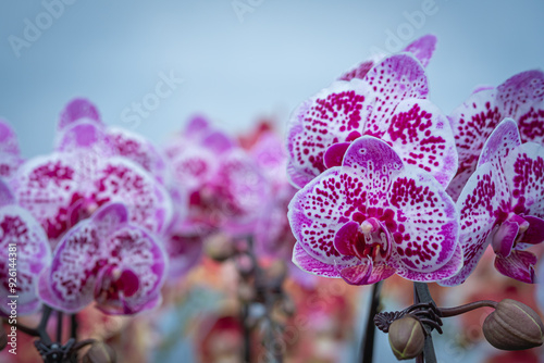 Doritaenopsis orchids are cultivated in a garden to be sold or rented to other parties photo