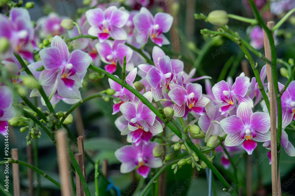 Phalaenopsis orchids are cultivated in a garden to be sold or rented to other parties Phalaenopsis orchids are cultivated in a garden to be sold or rented to other parties