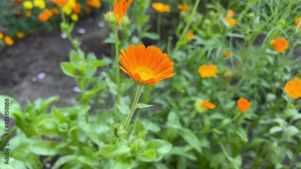 medicinal plant calendula blooming in the flower garden medicinal plant calendula blooming in the flower garden