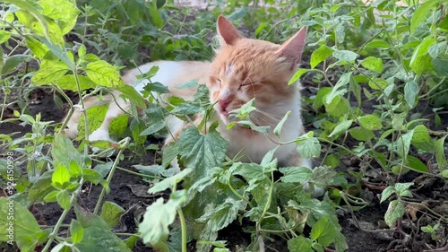 rustic red cat eats lemon balm in the garden photo