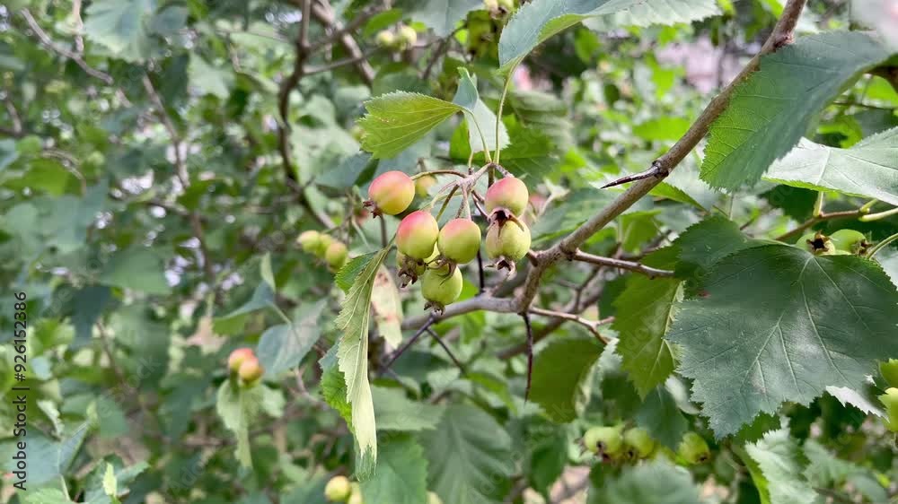 hawthorn branch with green leaves and green unripe fruits