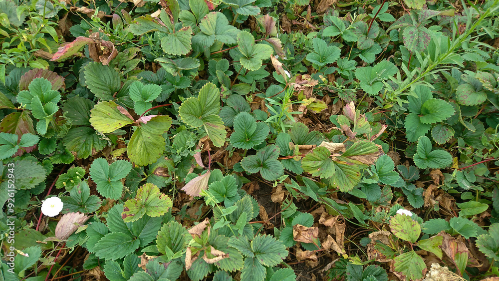 Top View of Strawberry Bed with Green, Yellow, and Red Leaves Top View of Strawberry Bed with Green, Yellow, and Red Leaves