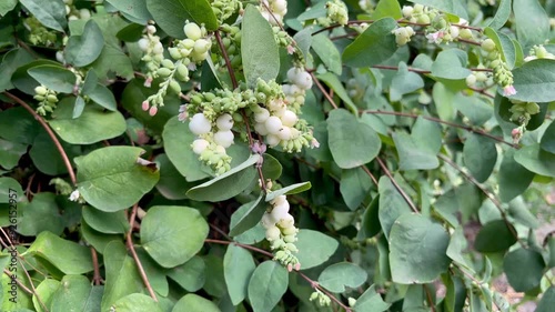 Snow berries fruits (Symphoricarpos albus)