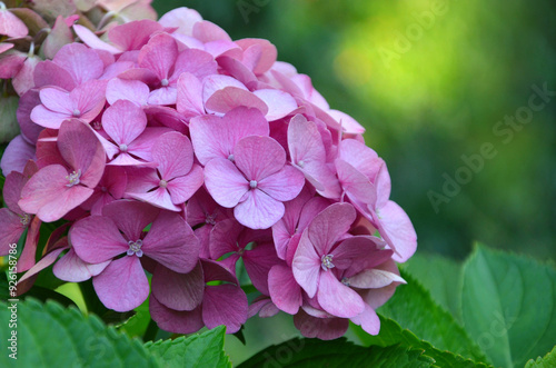  Pink blossom Hydrangea macrophylla 'Endless Summer' the original 'Mophead Hydrangea'. Macro photo flowers against natural fresh green blurred background.Cultivated gortensia flowers concept.