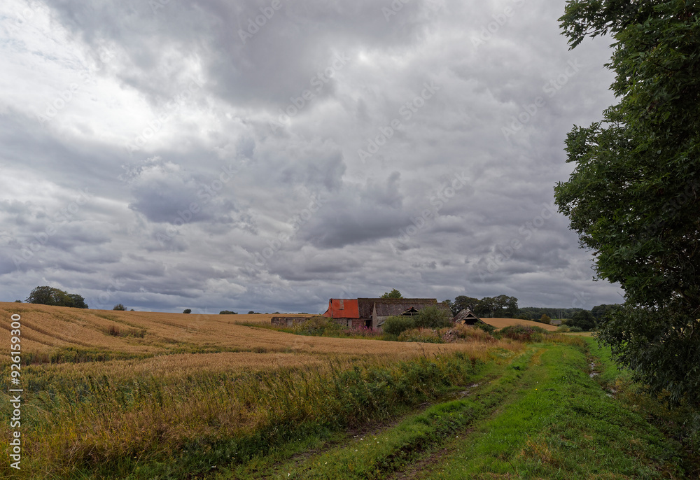 The overgrown track leading to an old abandoned stone built farmhouse and barns in a field of Barley near Greenden. The overgrown track leading to an old abandoned stone built farmhouse and barns in a field of Barley near Greenden.