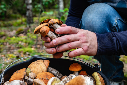 Orange birch boletes in mushroom picker hands. Search and harvest of forest mushrooms.