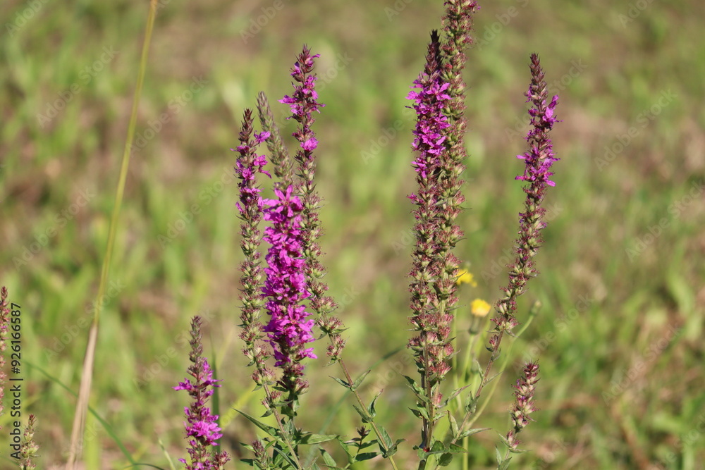 Flowering purple loosestrife (Lythrum salicaria) plant in wild nature Flowering purple loosestrife (Lythrum salicaria) plant in wild nature