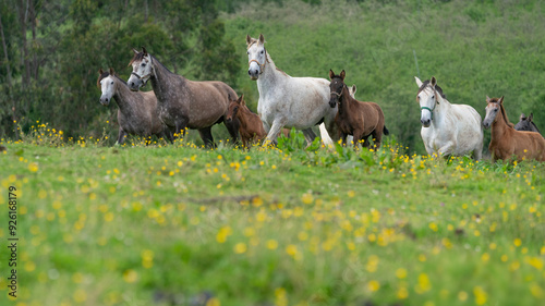 mare with foal