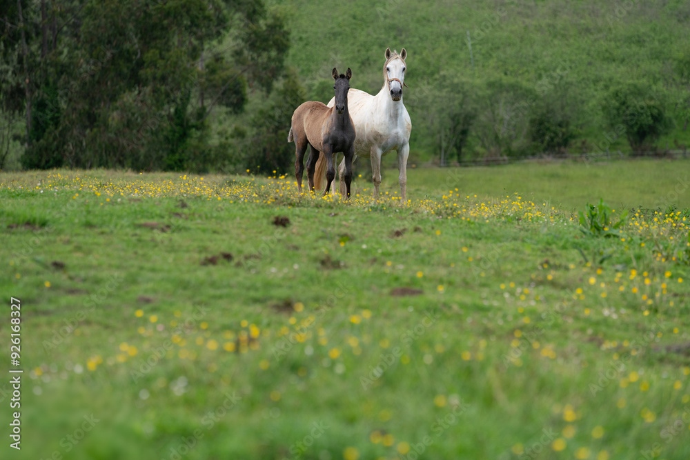 Fototapeta premium horse and foal