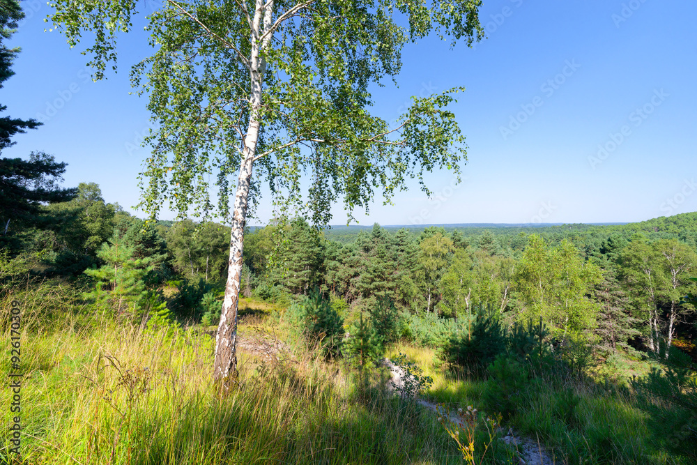 Obraz premium Hurlevent point of View in Fontainebleau forest