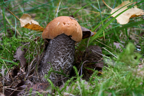 Leccinum versipelle mushroom in the grass. Known as Orange Birch Bolete. Wild edible mushroom under birch tree. photo