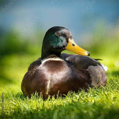 American black duck, AI generated photo