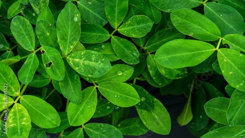 Wallpaper Mural beautiful green leaves backgrounds and wallpapers Torontodigital.ca