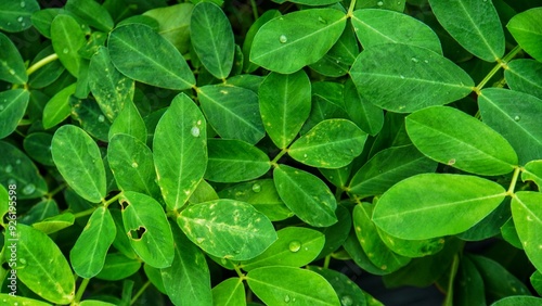 Wallpaper Mural beautiful green leaves backgrounds and wallpapers Torontodigital.ca