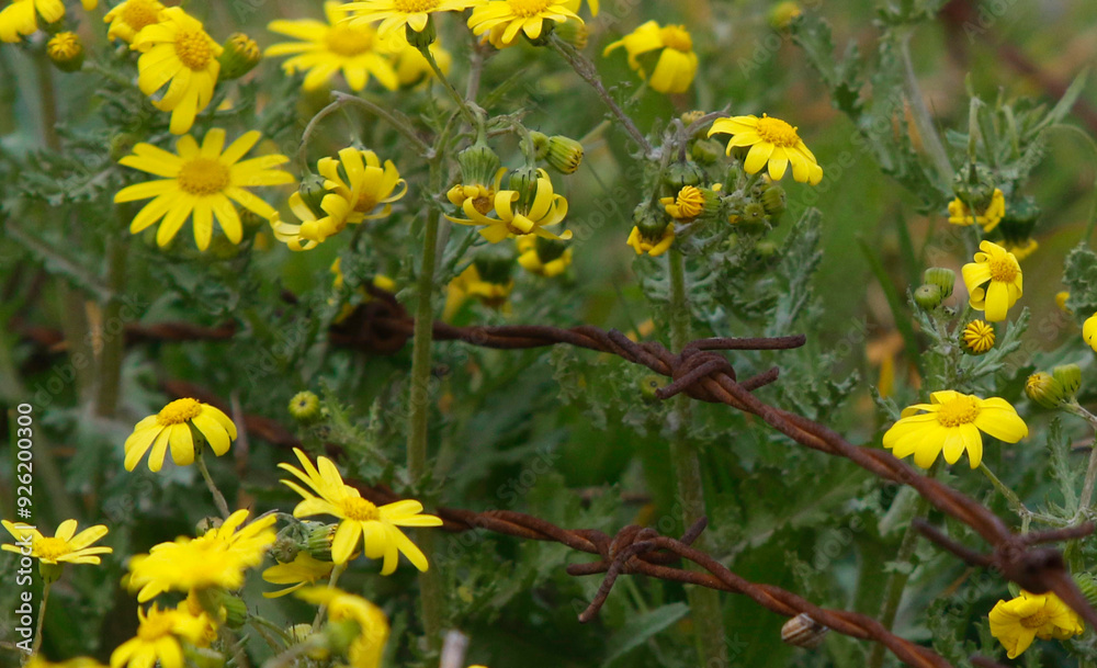 Yellow spring flowers and iron wire in farmland Yellow spring flowers and iron wire in farmland