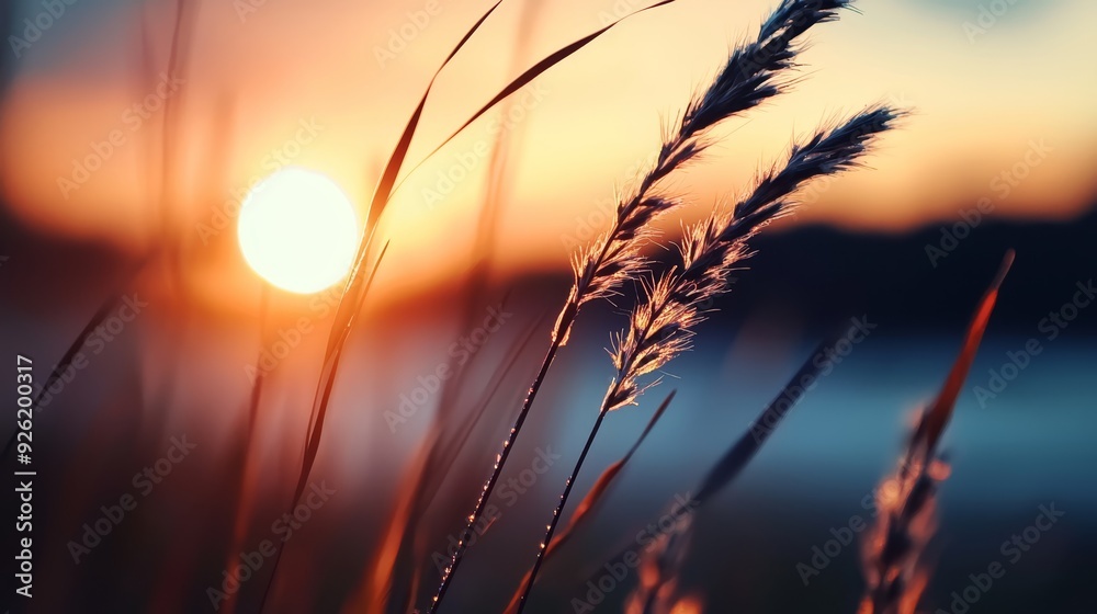 A close-up of grass with the sun setting in the distance A body of water lies in the background A close-up of grass with the sun setting in the distance A body of water lies in the background