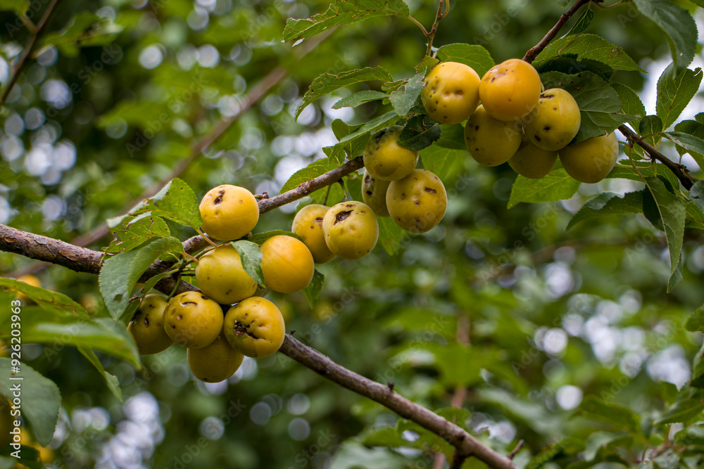 Cherry plums damaged by hail. Ripening of fruits damaged by hail. Hail damaged fruits and leaves on cherry plum. Cherry plums damaged by hail. Ripening of fruits damaged by hail. Hail damaged fruits and leaves on cherry plum.