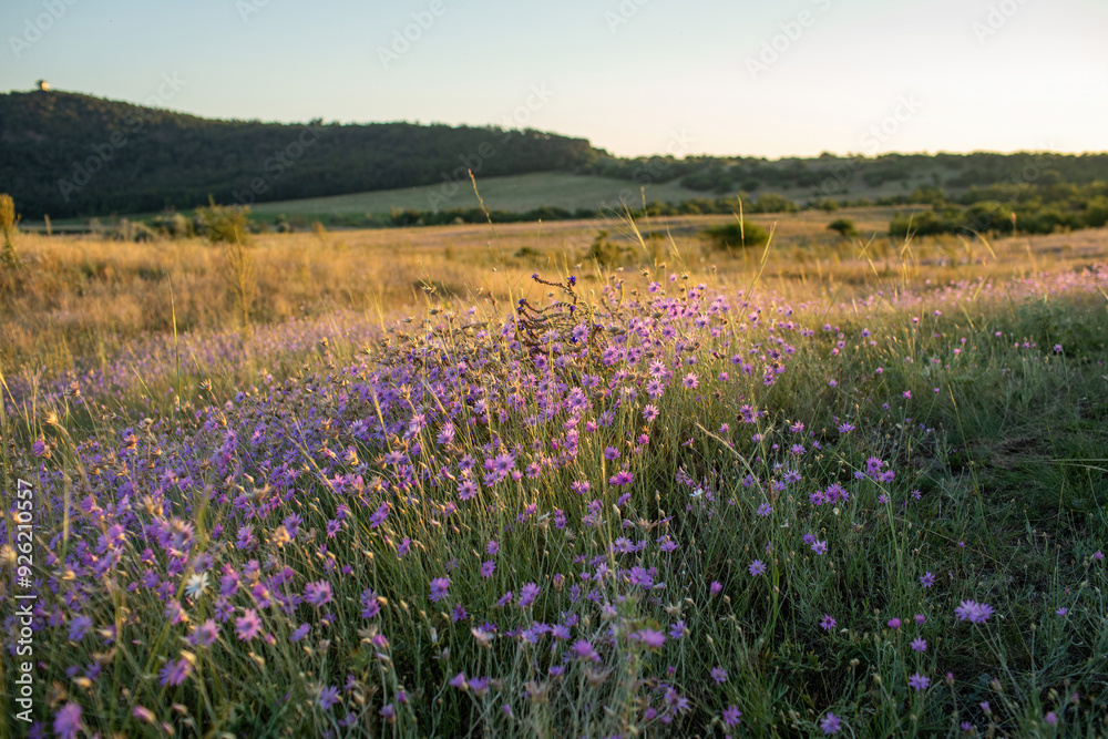 Meadow of purple flowers on Tihany Peninsula in the evening sun. Meadow of purple flowers on Tihany Peninsula in the evening sun.