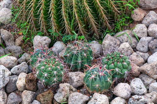 Singapore, group of small ferocactus latispinus in cactus garden photo