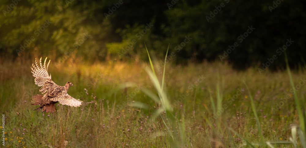 Female pheasant in flight over a field Female pheasant in flight over a field