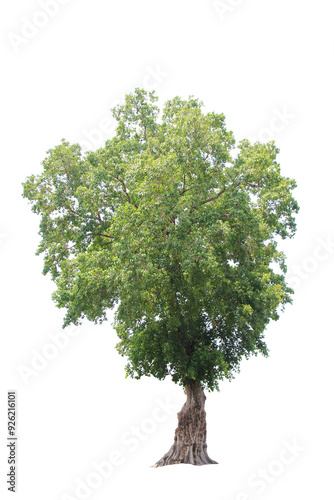 Trees Isolated On White Background, Tropical Trees Isolated Used For Design, Advertising And Architecture.