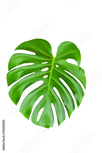 Green Leaf Monstera On White Background, Real Tropical Jungle Foliage Plants.