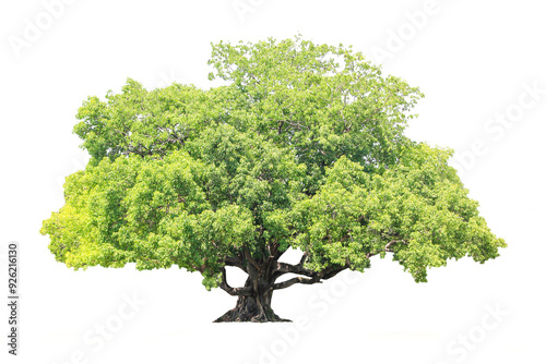 Trees Isolated On White Background, Tropical Trees Isolated Used For Design, Advertising And Architecture.