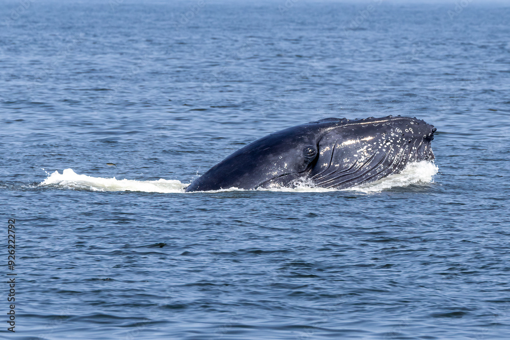Fototapeta premium humpback whale breech 