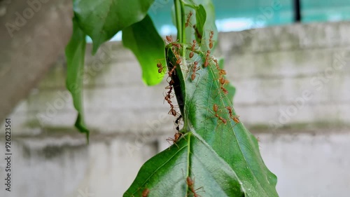 A macro view of red ants or weaver ants building a nest with Pongamia pinnata leaves photo