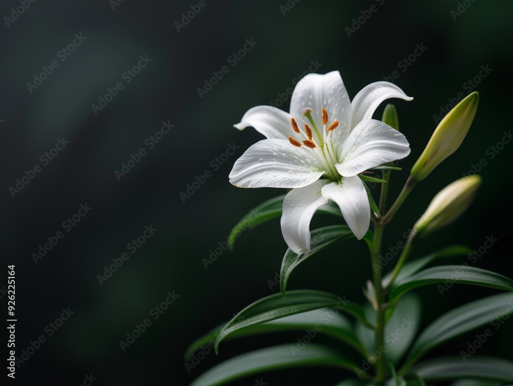 Fototapeta premium A single white lily with orange pollen blooms against a dark green background.
