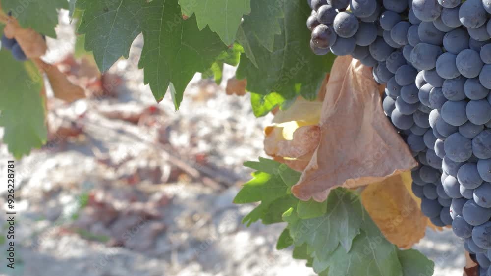uvas preparada para vendimia otoño colores 