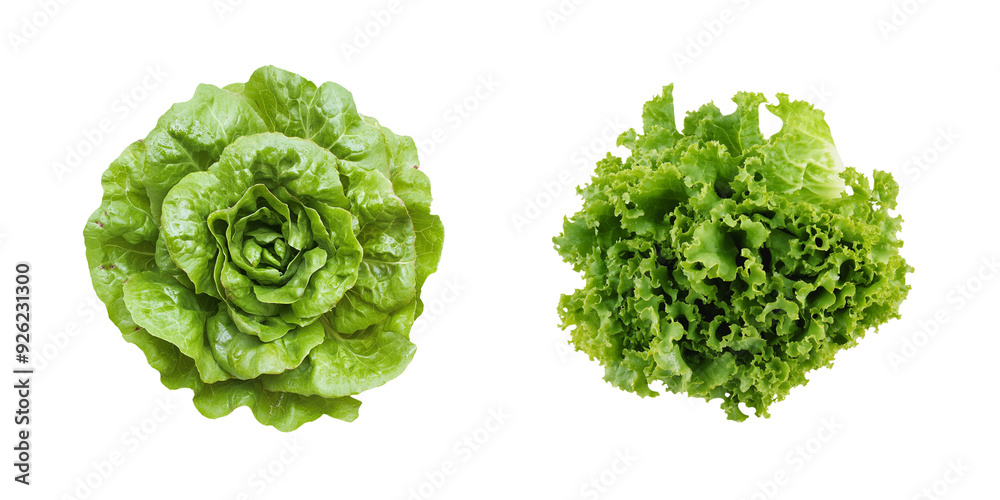 Lettuce – A Transparent Graphic of Fresh, Crisp Lettuce, Perfect for Culinary and Healthy Eating Applications. Lettuce – A Transparent Graphic of Fresh, Crisp Lettuce, Perfect for Culinary and Healthy Eating Applications.
