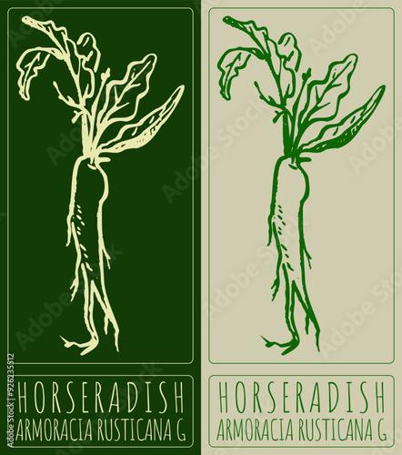 Vector drawing HORSERADISH. Hand drawn illustration. Latin name is ARMORACIA RUSTICANA G.
