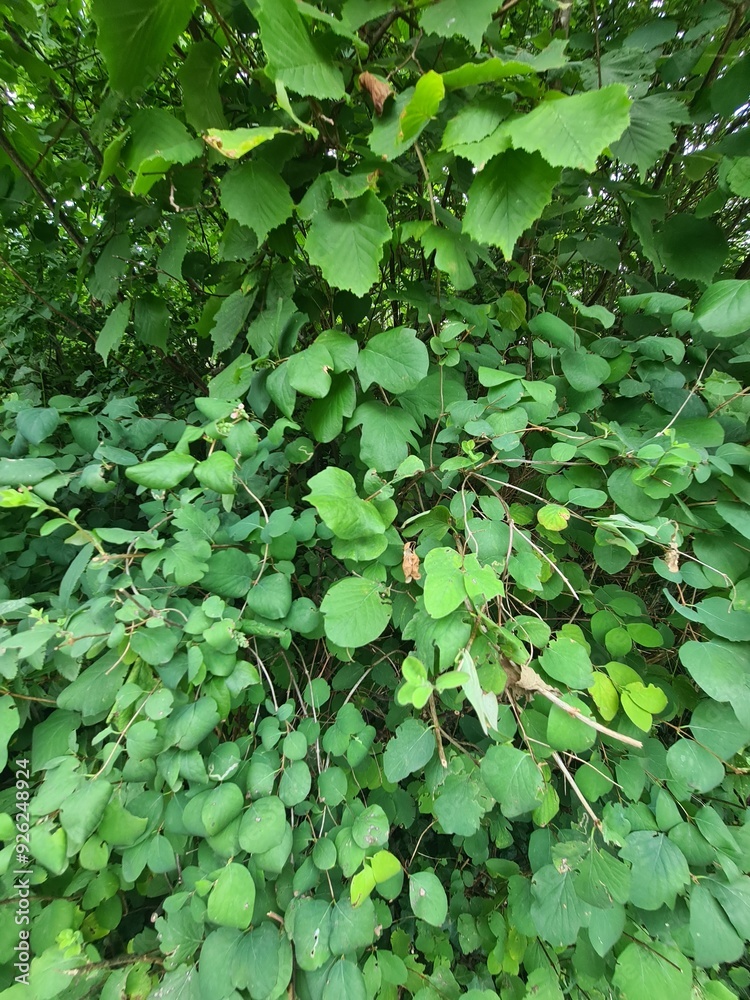 close up photography of green leaves bush in Berlin / Köpenick close up photography of green leaves bush in Berlin / Köpenick