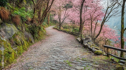 Blooming Yoshino Tokyo Sakura Cherry Blossom in Alishan National Forest, Taiwan