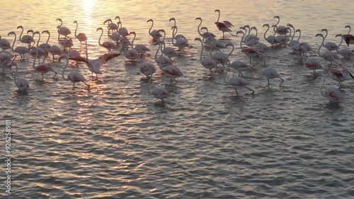 Close-up of flamingos on water and in flight. Saline lake at sunset, recorded in slow motion. Wing movements in orange sunset hue. Tranquil water, flamingos foraging. Bird sanctuary.