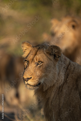 A young male lion looking into the distance in beautiful golden morning light with the pride in the background, Sabi Sand Game Reserve. 