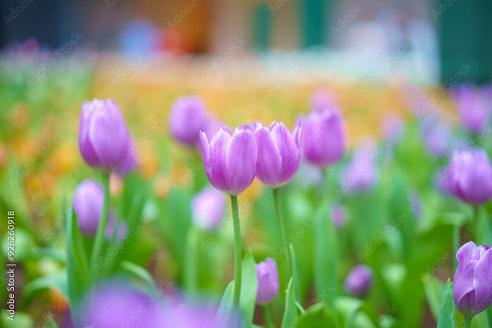 Φωτογραφία Different sorts and colors of blossoms of a tulip in the garden mixed into,Color