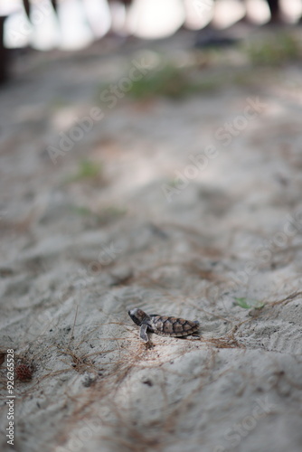 releasing baby turtle on the beach photo