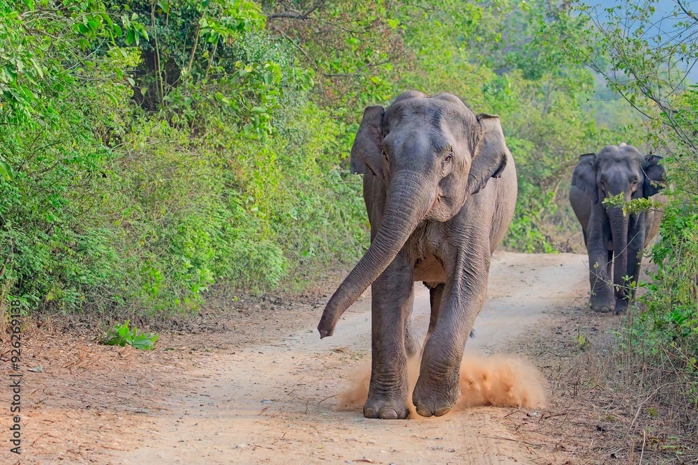 Fototapeta premium aggressive elephant chasing the photographer