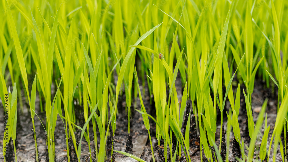 green grass background in morning, paddy plants green grass background in morning, paddy plants