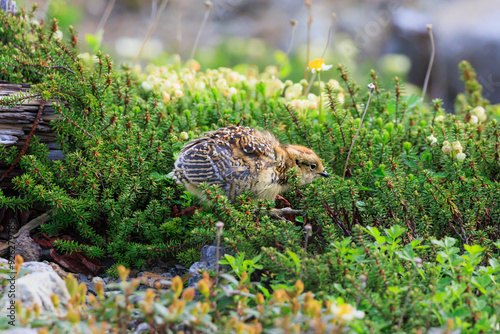 Ptarmigan chicks living in Murododaira in the Northern Alps in early summer photo