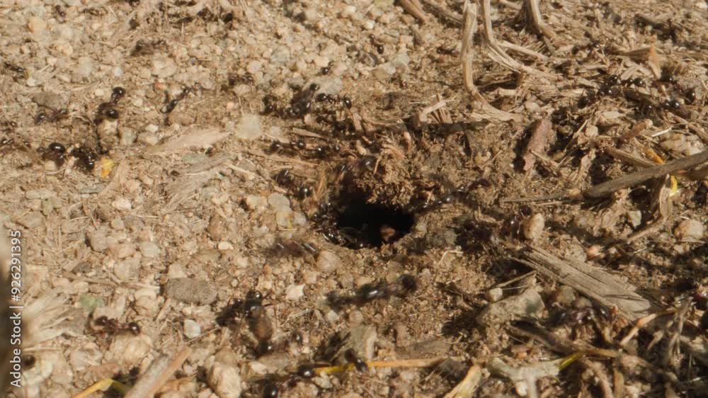 Fourmis Fourmis
