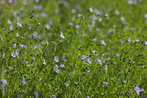 朝陽を受ける亜麻の花