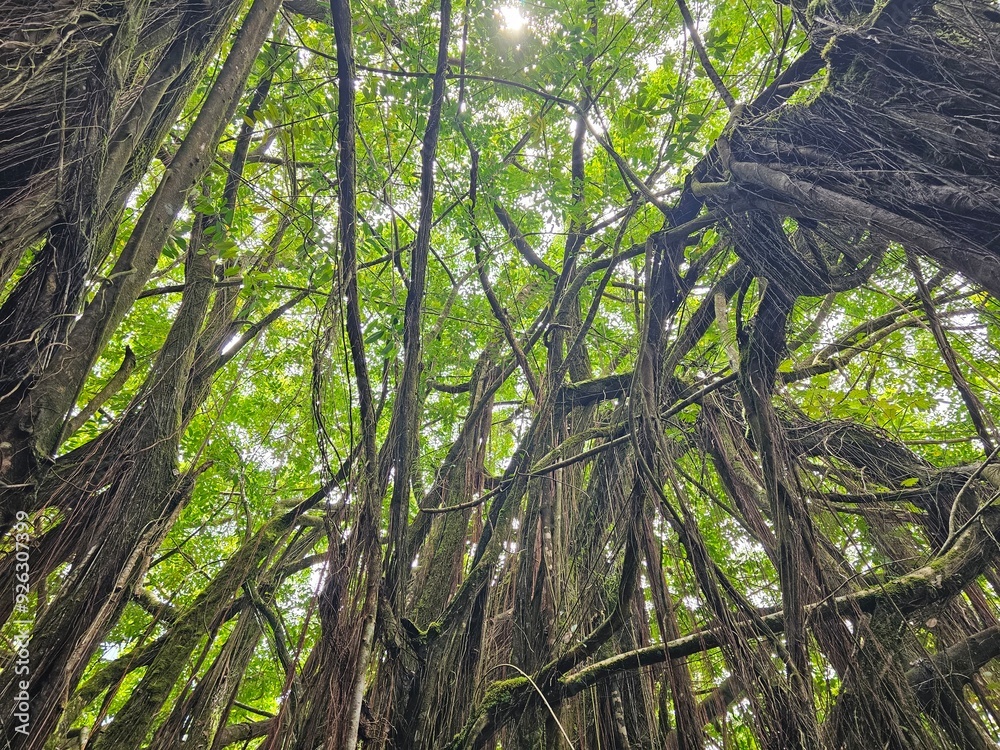 Naklejka premium Hawaii