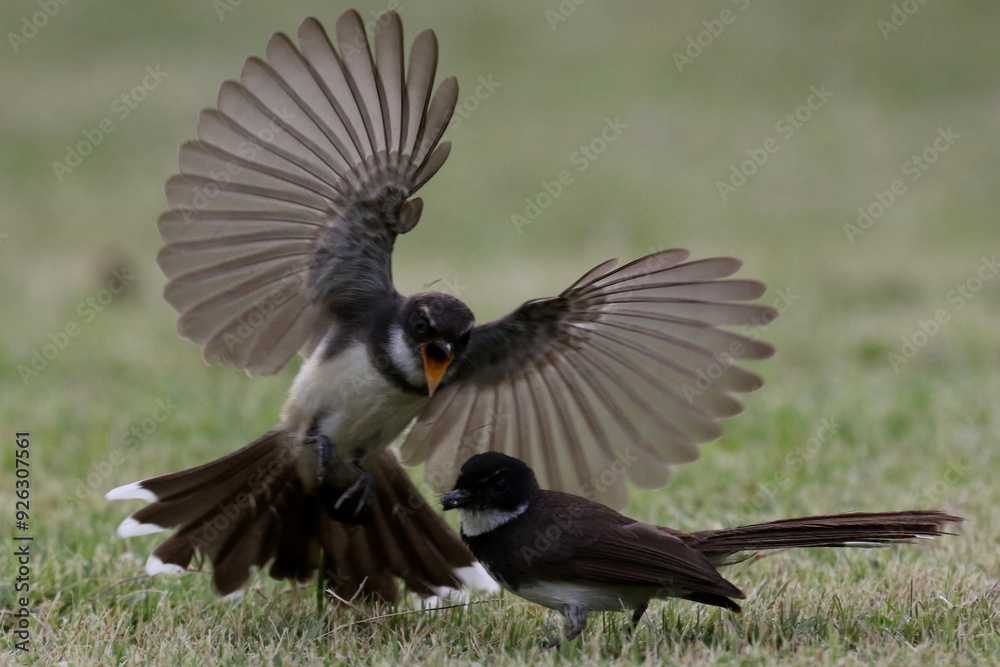 Obraz premium fantail birds spreading its wings